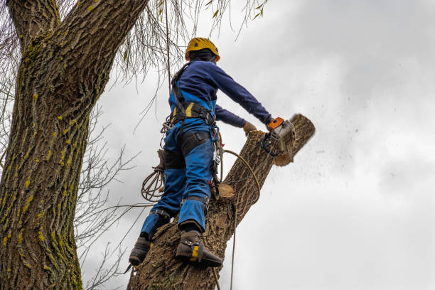 Best Tree Health Inspection  in , DC